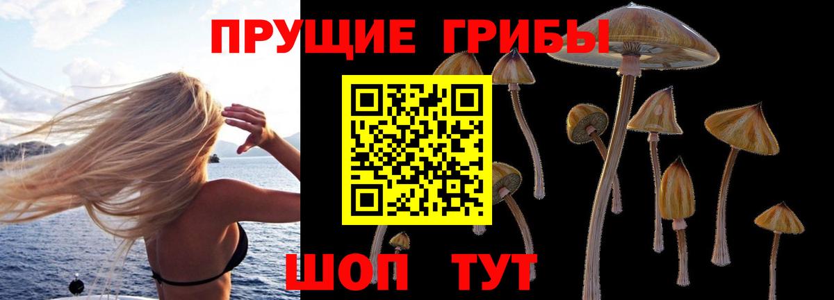 Будённовск  Псилоцибиновые грибы Cubensis  Вход с VPN 